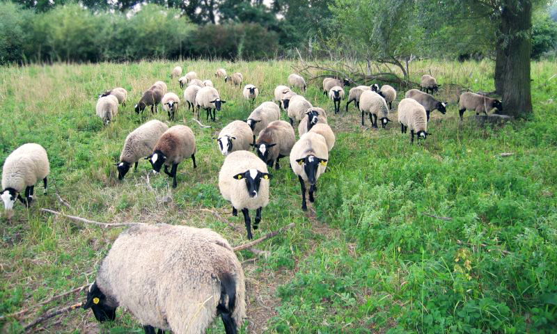 Romanovské ovce